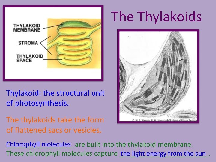 The Thylakoids Thylakoid: the structural unit of photosynthesis. The thylakoids take the form of