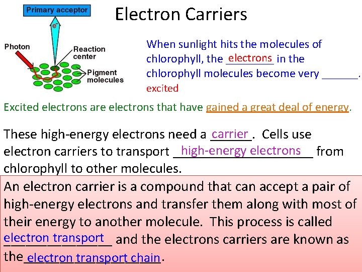 Electron Carriers When sunlight hits the molecules of electrons in the chlorophyll, the ____