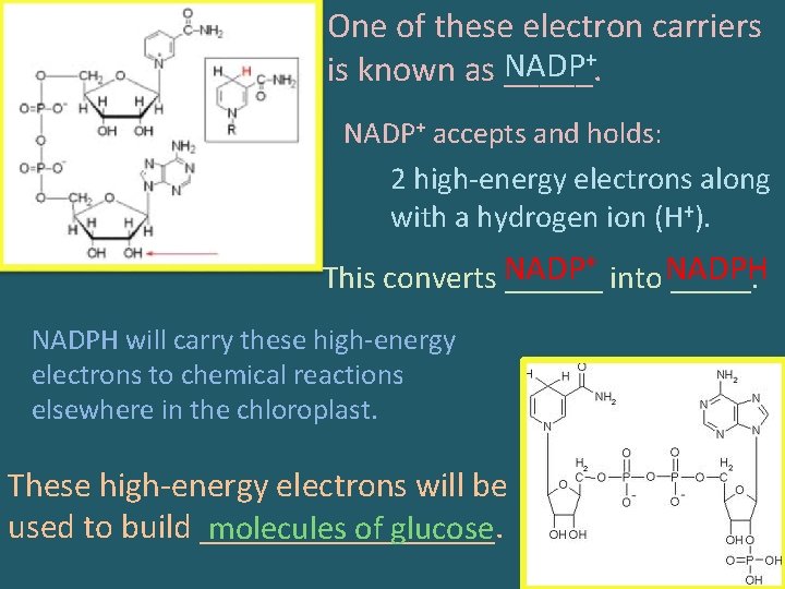 One of these electron carriers is known as NADP _____. + NADP+ accepts and