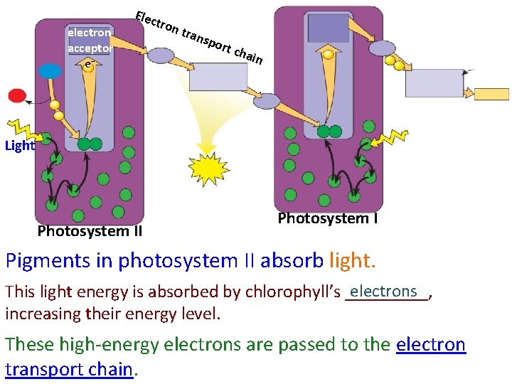 electron acceptor e− Elec tron tran spo rt chai n Light Photosystem II Photosystem