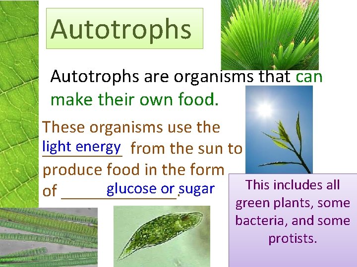 Autotrophs are organisms that can make their own food. These organisms use the light