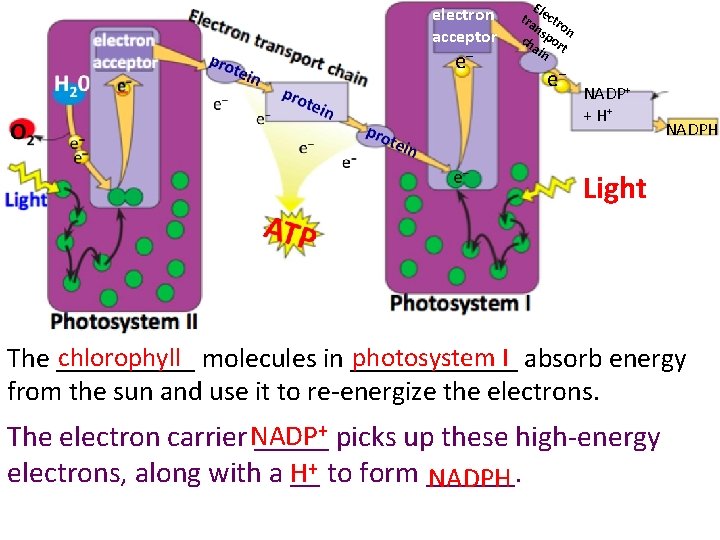 electron acceptor e− El tra ectr ns on ch por ain t e− NADP+