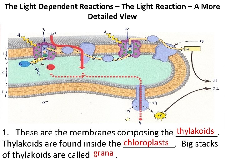 The Light Dependent Reactions – The Light Reaction – A More Detailed View thylakoids