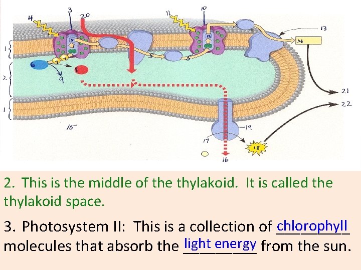 2. This is the middle of the thylakoid. It is called the thylakoid space.
