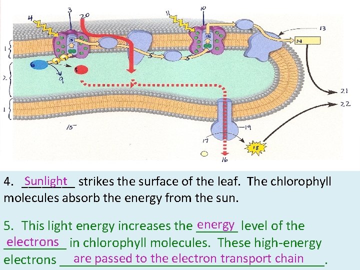 Sunlight strikes the surface of the leaf. The chlorophyll 4. ____ molecules absorb the