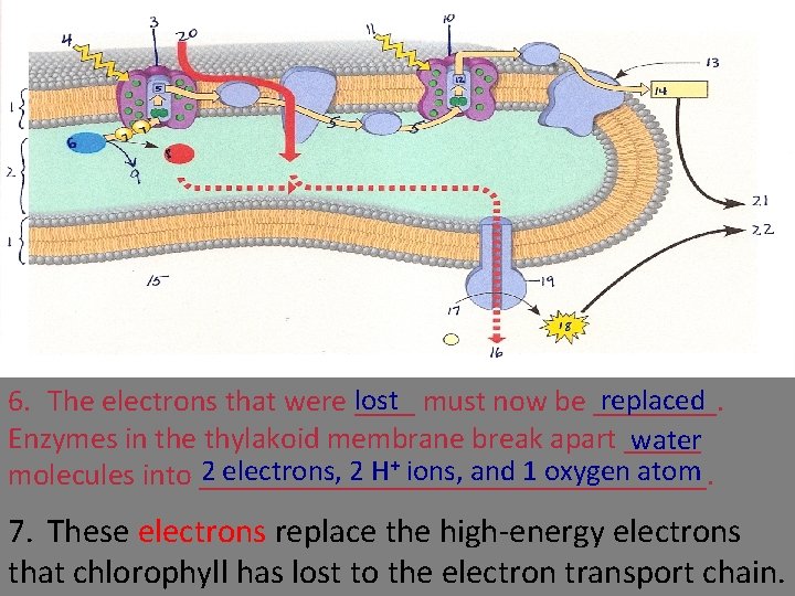 replaced 6. The electrons that were lost ____ must now be ____. Enzymes in