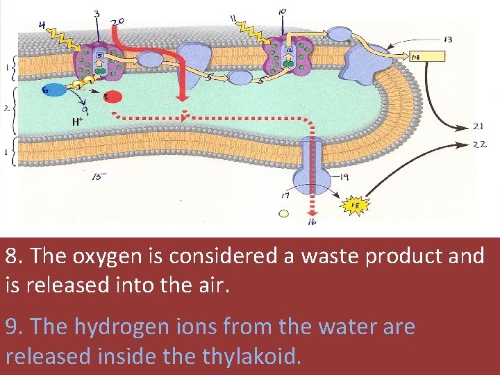 H+ 8. The oxygen is considered a waste product and is released into the