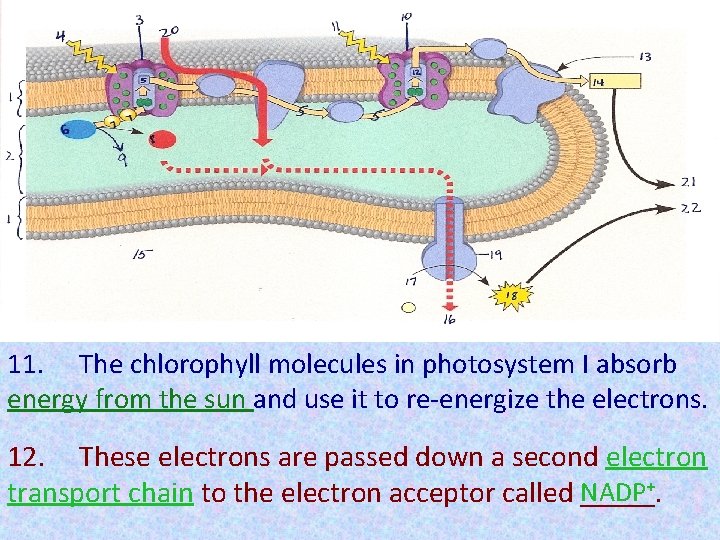 11. The chlorophyll molecules in photosystem I absorb energy from the sun and use