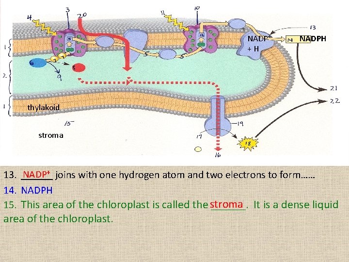 NADP+ +H NADPH thylakoid stroma NADP+ joins with one hydrogen atom and two electrons