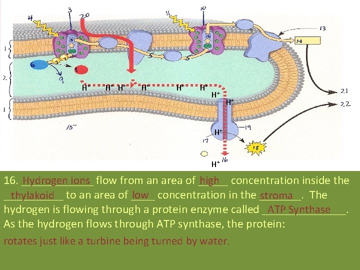 H+ H+ H+ Hydrogen ions flow from an area of _____ high concentration inside