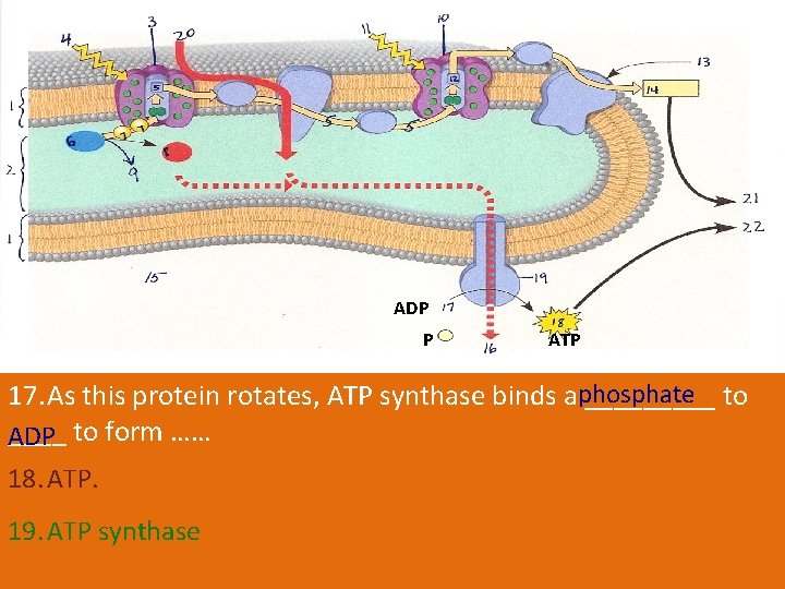 ADP P ATP 17. As this protein rotates, ATP synthase binds aphosphate _____ to