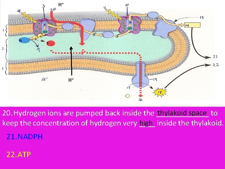 H+ H+ thylakoid space to 20. Hydrogen ions are pumped back inside the _______