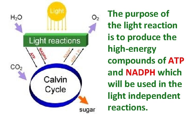 The purpose of the light reaction is to produce the high-energy compounds of ATP