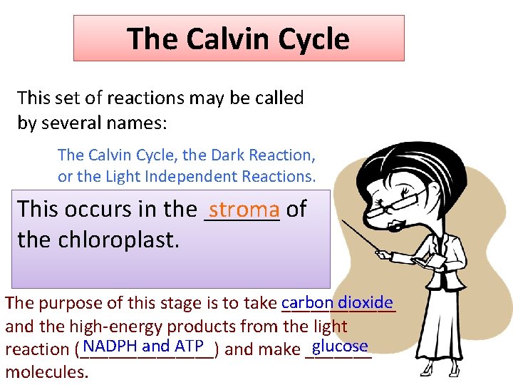 The Calvin Cycle This set of reactions may be called by several names: The