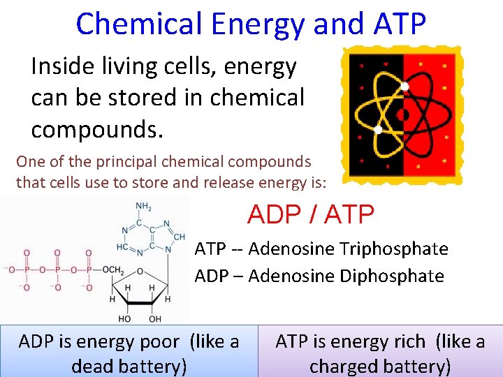 Chemical Energy and ATP Inside living cells, energy can be stored in chemical compounds.
