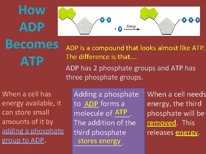 How ADP Becomes ATP When a cell has energy available, it can store small