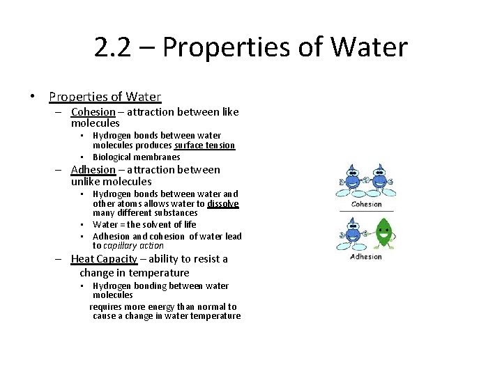 2. 2 – Properties of Water • Properties of Water – Cohesion – attraction