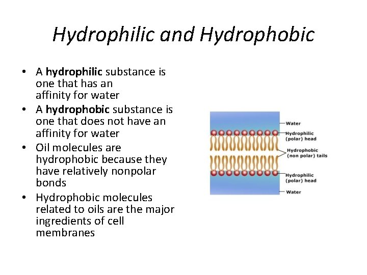 Hydrophilic and Hydrophobic • A hydrophilic substance is one that has an affinity for