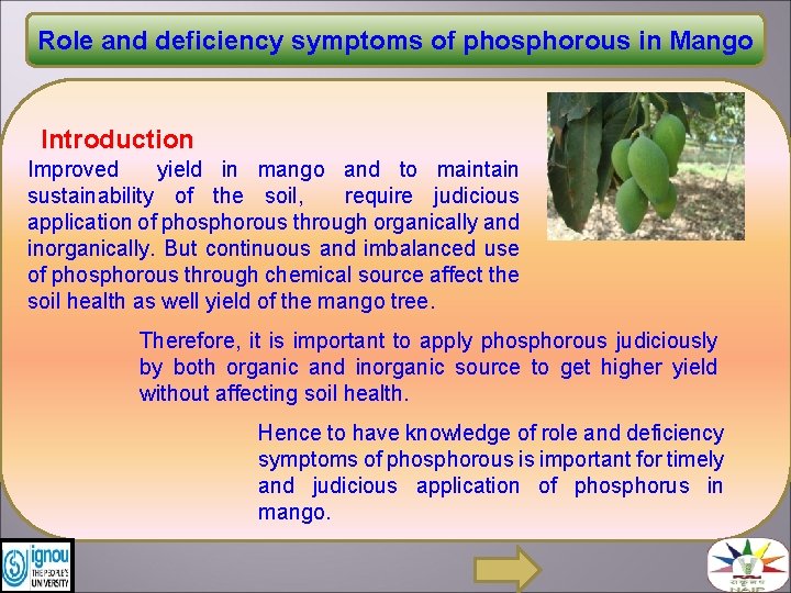 Role and deficiency symptoms of phosphorous in Mango Introduction Improved yield in mango and