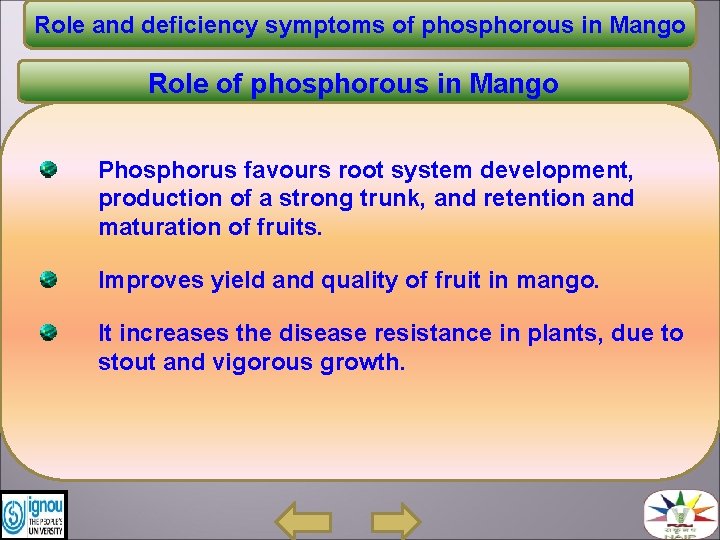 Role and deficiency symptoms of phosphorous in Mango Role of phosphorous in Mango Phosphorus