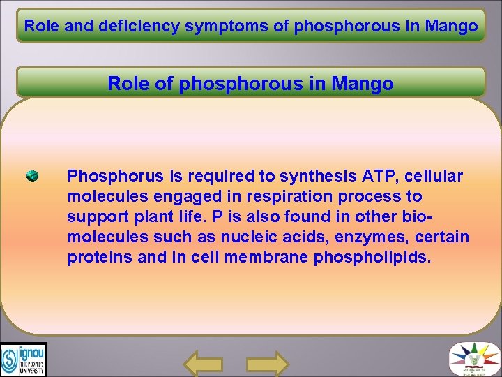 Role and deficiency symptoms of phosphorous in Mango Role of phosphorous in Mango Phosphorus