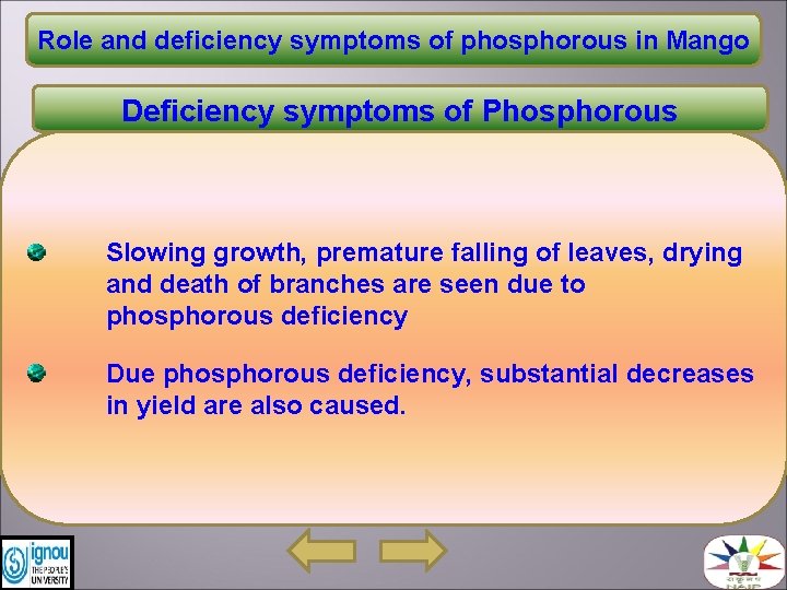 Role and deficiency symptoms of phosphorous in Mango Deficiency symptoms of Phosphorous Slowing growth,