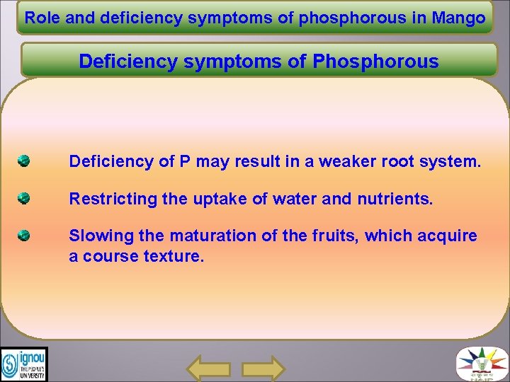Role and deficiency symptoms of phosphorous in Mango Deficiency symptoms of Phosphorous Deficiency of