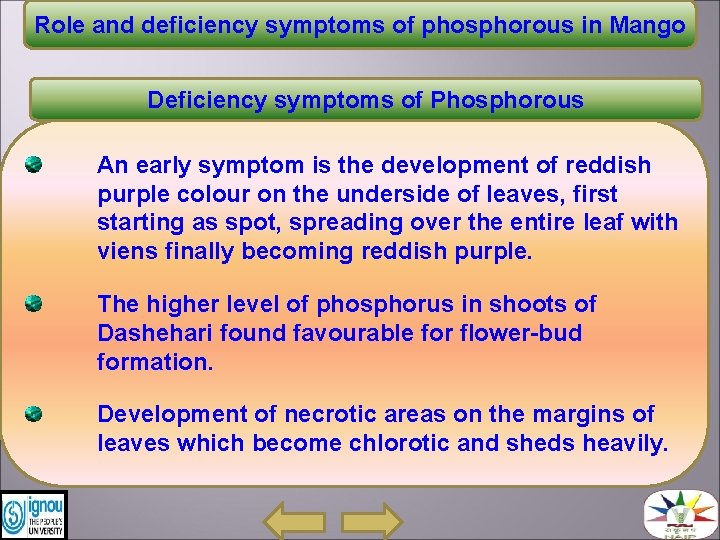 Role and deficiency symptoms of phosphorous in Mango Deficiency symptoms of Phosphorous An early