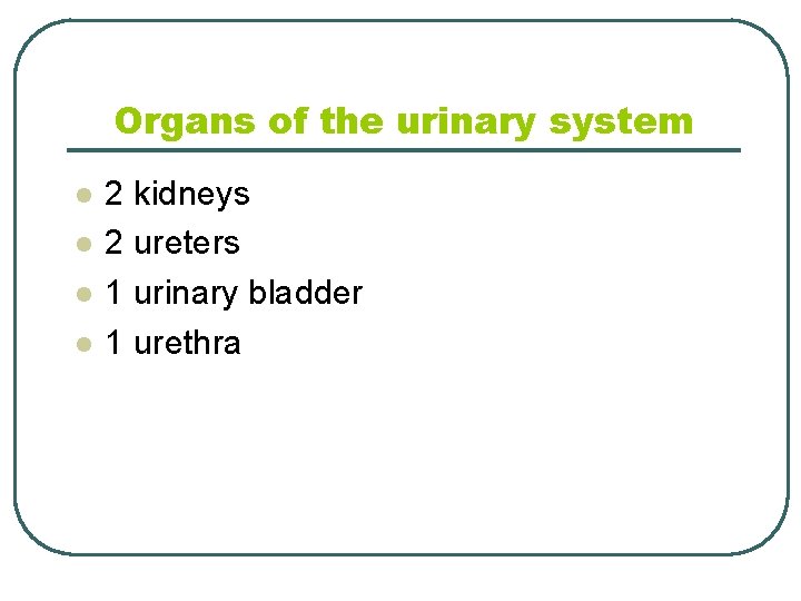 Organs of the urinary system l l 2 kidneys 2 ureters 1 urinary bladder