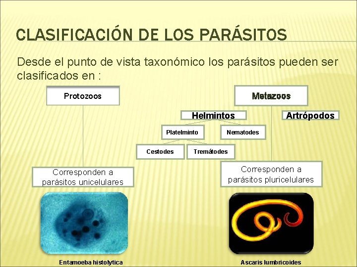 CLASIFICACIÓN DE LOS PARÁSITOS Desde el punto de vista taxonómico los parásitos pueden ser