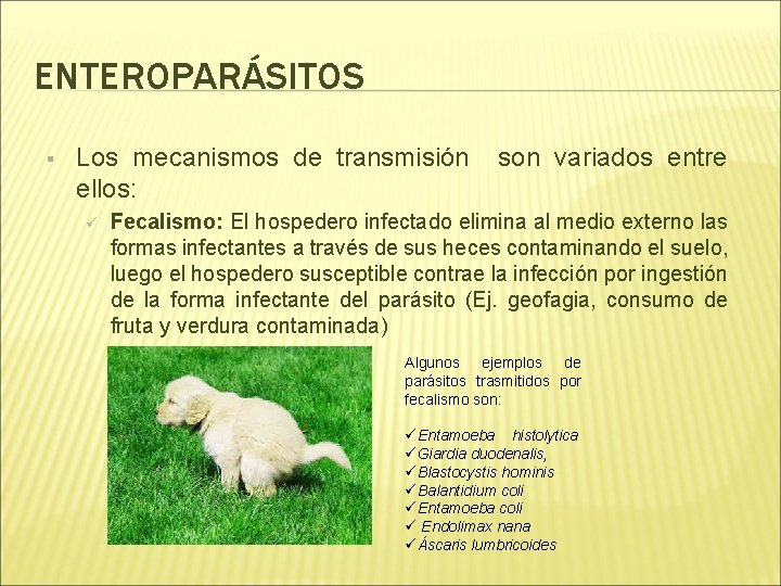 ENTEROPARÁSITOS § Los mecanismos de transmisión ellos: ü son variados entre Fecalismo: El hospedero