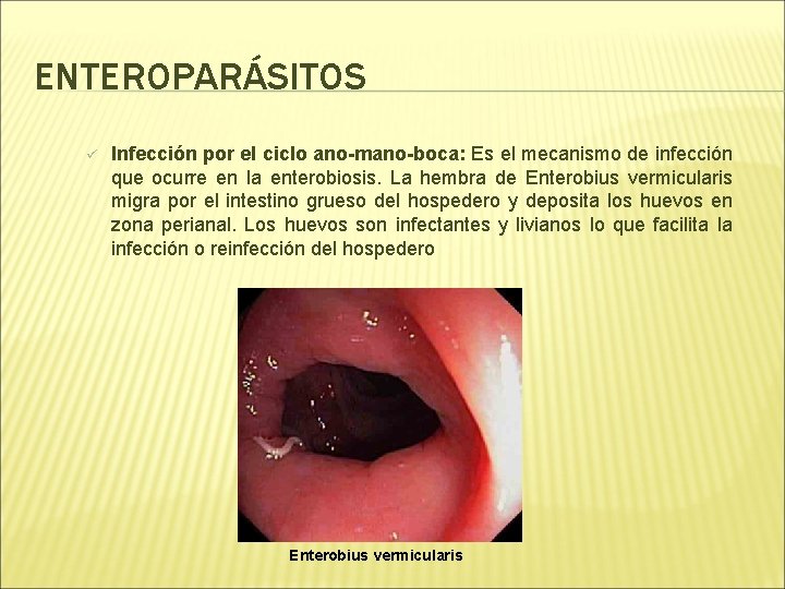 ENTEROPARÁSITOS ü Infección por el ciclo ano-mano-boca: Es el mecanismo de infección que ocurre