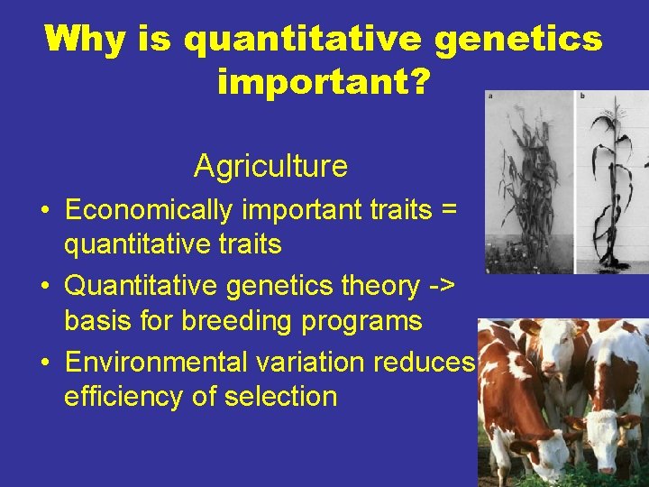 Why is quantitative genetics important? Agriculture • Economically important traits = quantitative traits •