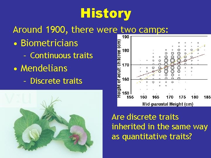 History Around 1900, there were two camps: • Biometricians – Continuous traits • Mendelians