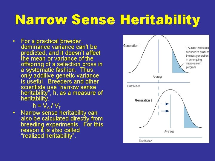 Narrow Sense Heritability • For a practical breeder, dominance variance can’t be predicted, and