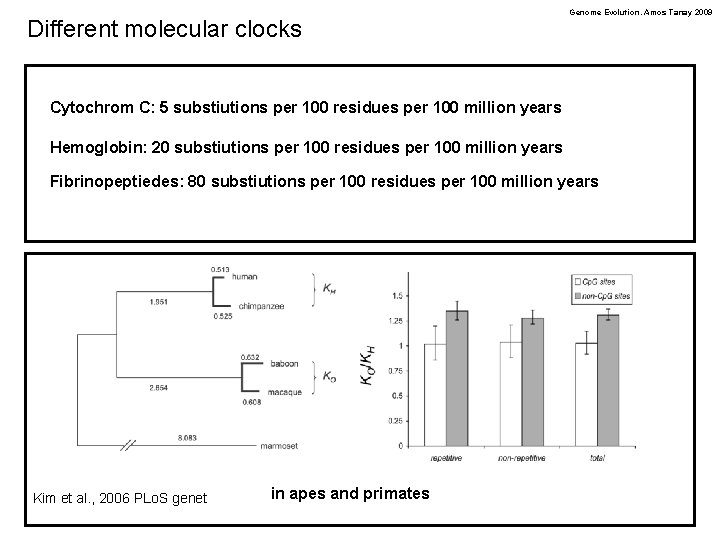 Different molecular clocks Genome Evolution. Amos Tanay 2009 Cytochrom C: 5 substiutions per 100