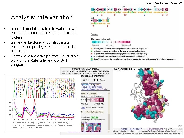 Genome Evolution. Amos Tanay 2009 Analysis: rate variation • • • If our ML