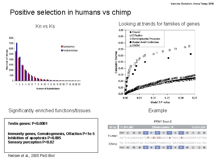 Genome Evolution. Amos Tanay 2009 Positive selection in humans vs chimp Kn vs Ks