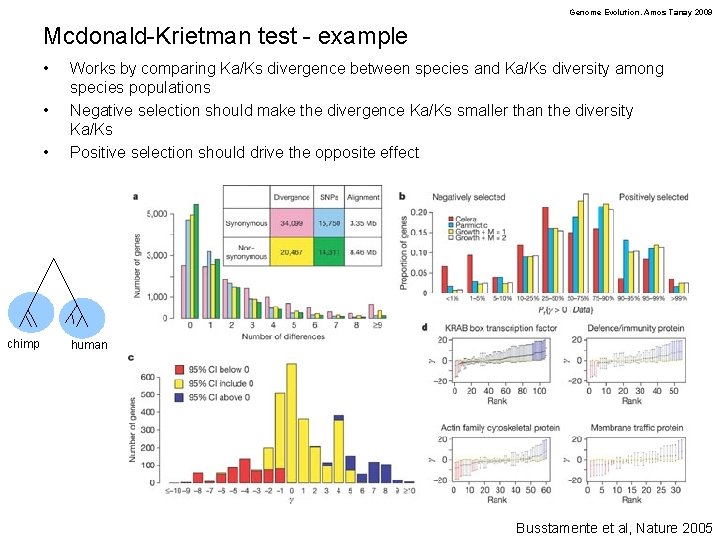 Genome Evolution. Amos Tanay 2009 Mcdonald-Krietman test - example • • • chimp Works