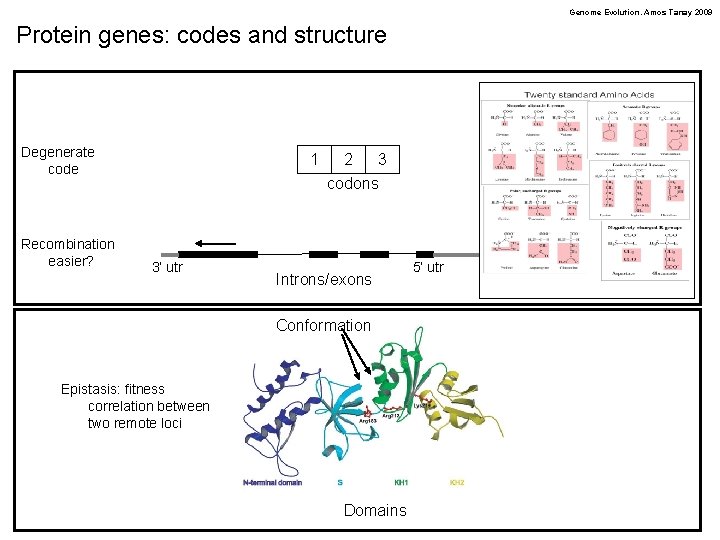 Genome Evolution. Amos Tanay 2009 Protein genes: codes and structure Degenerate code Recombination easier?