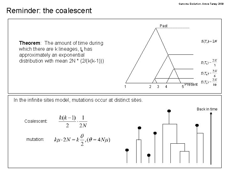 Genome Evolution. Amos Tanay 2009 Reminder: the coalescent Past Theorem: The amount of time