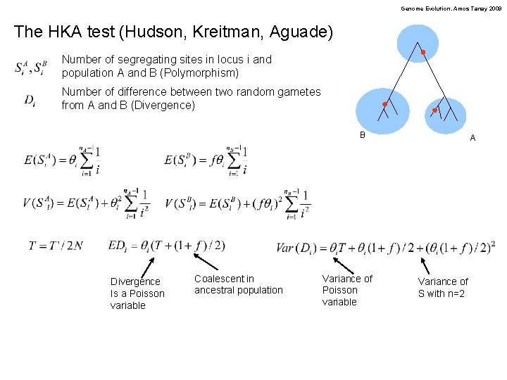 Genome Evolution. Amos Tanay 2009 The HKA test (Hudson, Kreitman, Aguade) Number of segregating