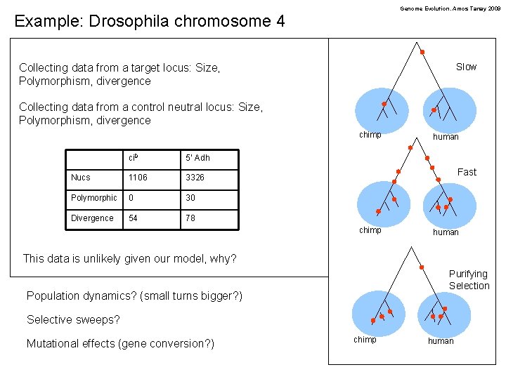 Genome Evolution. Amos Tanay 2009 Example: Drosophila chromosome 4 Slow Collecting data from a