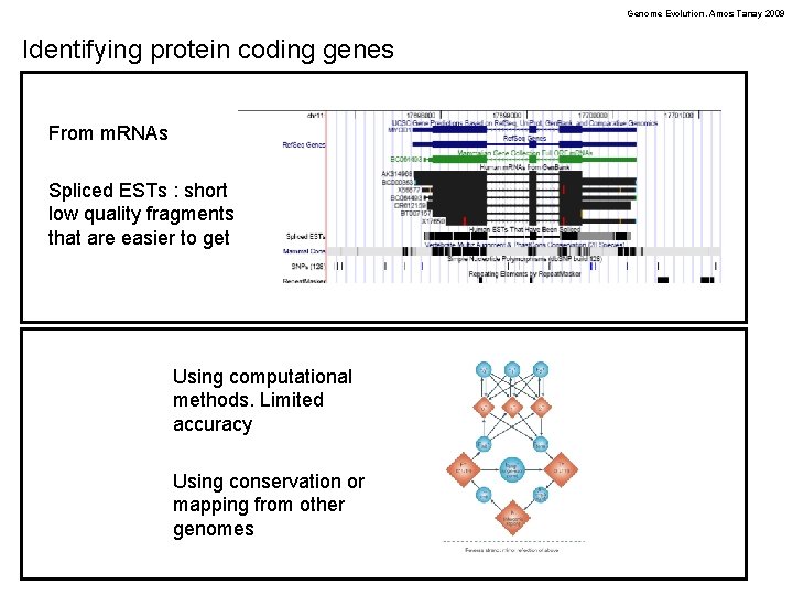 Genome Evolution. Amos Tanay 2009 Identifying protein coding genes From m. RNAs Spliced ESTs