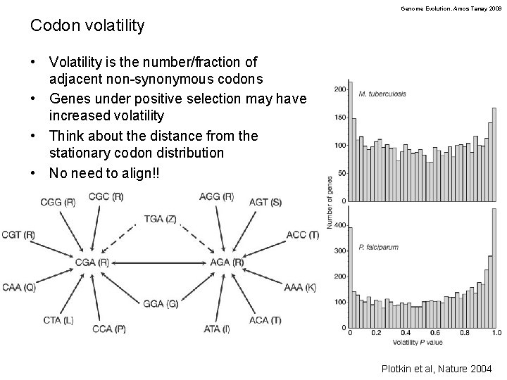 Genome Evolution. Amos Tanay 2009 Codon volatility • Volatility is the number/fraction of adjacent