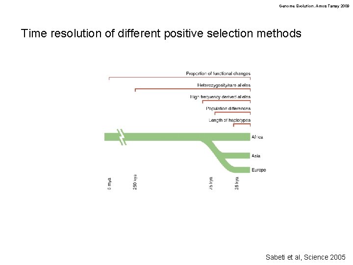 Genome Evolution. Amos Tanay 2009 Time resolution of different positive selection methods Sabeti et