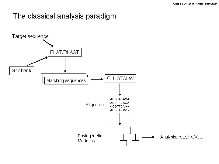 Genome Evolution. Amos Tanay 2009 The classical analysis paradigm Target sequence BLAT/BLAST Genbank CLUSTALW
