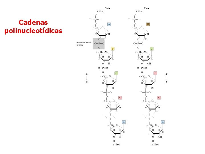 Cadenas polinucleotídicas 