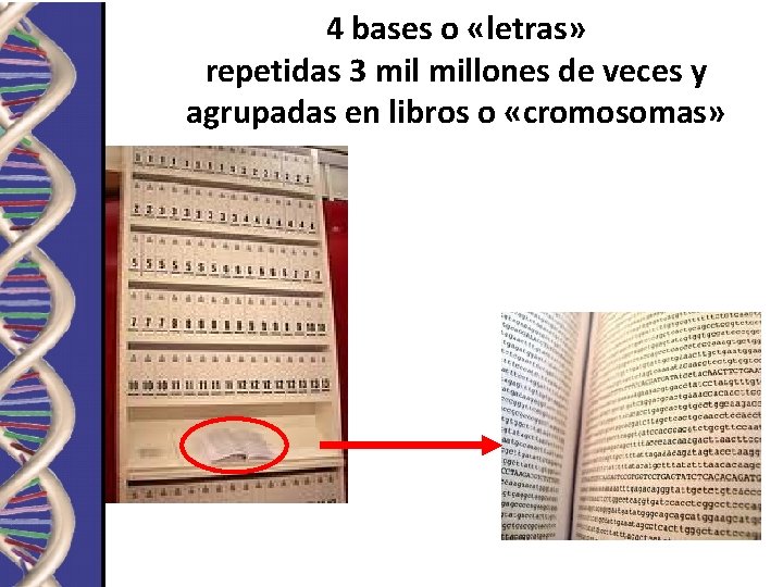 4 bases o «letras» repetidas 3 millones de veces y agrupadas en libros o
