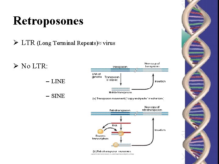 Retroposones Ø LTR (Long Terminal Repeats)≈ virus Ø No LTR: – LINE – SINE